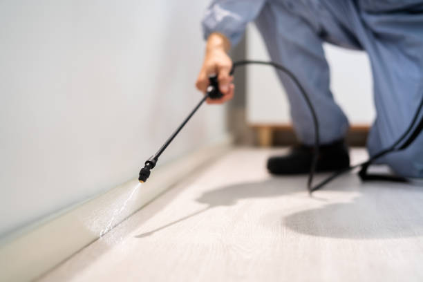 Licensed Wasp Removal service in Keystone Heights, FL - Show Me Pest Control